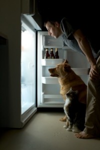 Man and his pets looking for food in the refrigerator